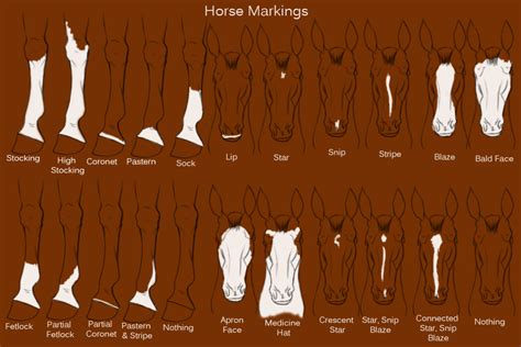 Horse Markings by Kitt-Cat on DeviantArt | Horse markings, Horse anatomy, Horse breeds