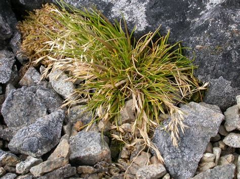 Antarctic grass thrives in a changing climate