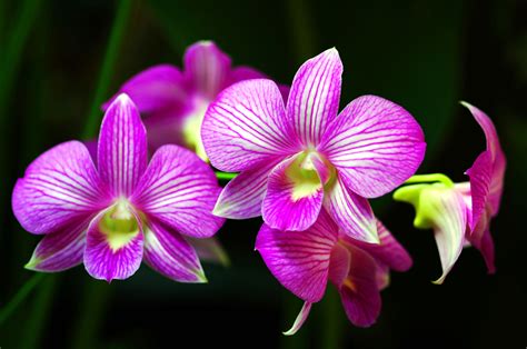 Rainforest flowers, Beautiful orchids, Orchid flower