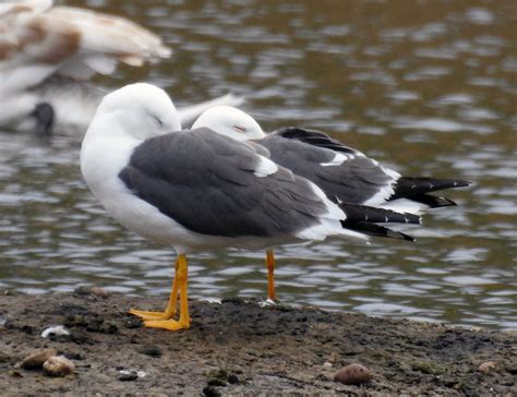 Lesser Black Backed Gull - Larus fuscus - ZooChat