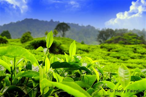 Fresh Tea ~ AMAZING TUTORIAL PHOTOGRAPHY