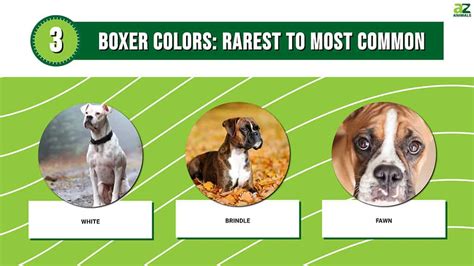 Boxer Colors: Rarest to Most Common - A-Z Animals