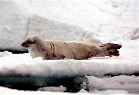 Crabeater Seal – "OCEAN TREASURES" Memorial Library