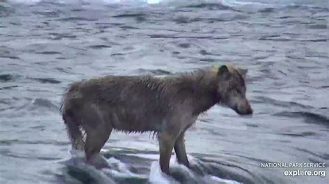 Hungry wolf shows up on the fat bear cams and scarfs dozens of fish | Mashable