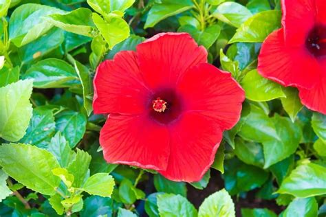 Fascinating Hibiscus Flower Meaning, Symbolism, and Uses - GrowingVale