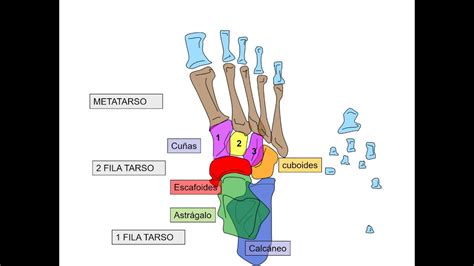 Huesos del pie - Imagui