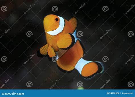 Clown anemonefish stock photo. Image of clownfishes, coral - 24918364