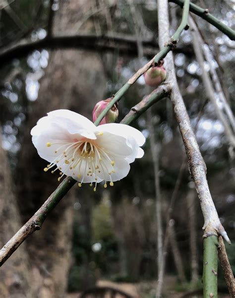 Prunus mume (Japanese Apricot, Japanese Flowering Apricot, Japanese Flowering Plum, Mei, Mume ...