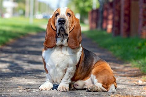 Basset Hound Lifespan: How Long Do Basset Hounds Live?