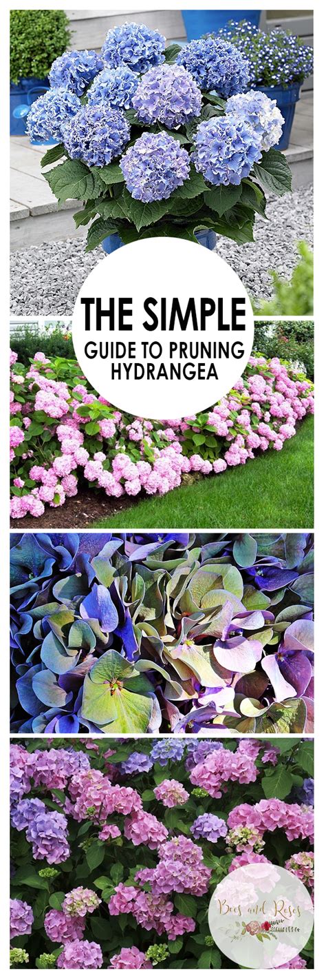 The Simple Guide to Pruning Hydrangea ~ Bees and Roses
