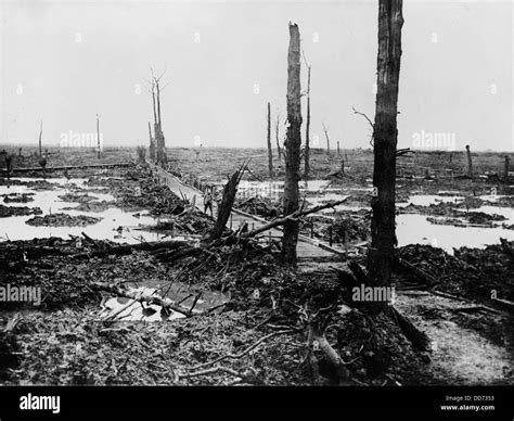 World War 1. No Man's Land - once a forest in 'Flanders's Fields' after ...