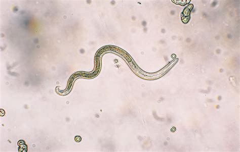 Roundworms in Dogs: Diagnosis, Treatment, and Prevention