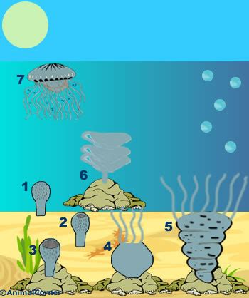 Jellyfish Reproduction Facts - Eggs, Sperm & Cycle