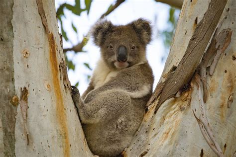 Koalas & Wombats | Australian Wildlife Journeys