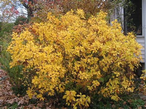 Clethra alnifolia ‘Sixteen Candles’ | Kiefer Nursery: Trees, Shrubs ...