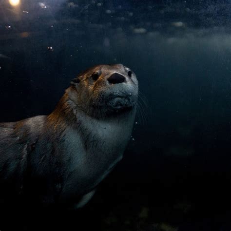 Seattle Aquarium - Seattle Area Attractions