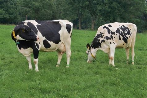 HF Cow Farming (Holstein Friesians), and Breed Profile | Agri Farming