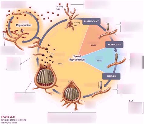 Sarcoscypha Life Cycle