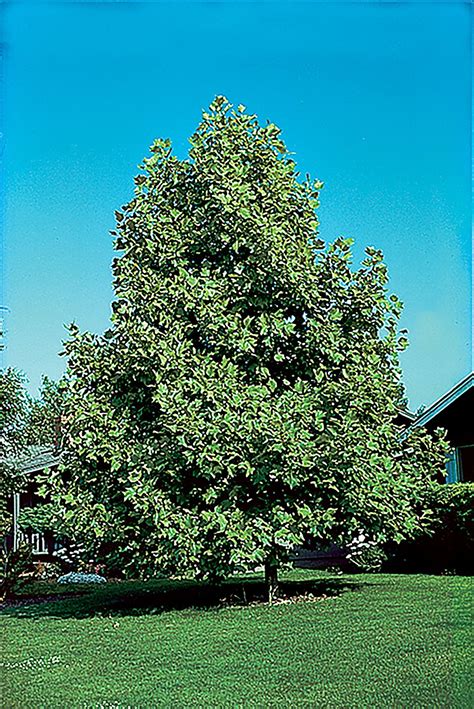 Fast growing shade trees – Artofit