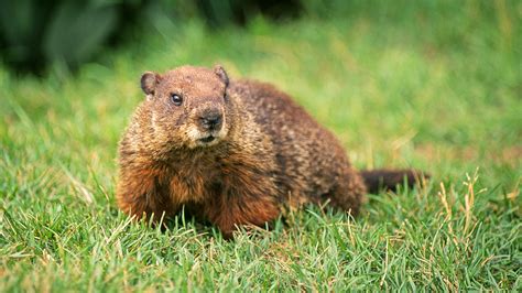 The Next Thing: Groundhogs (Plus The Whole Story)