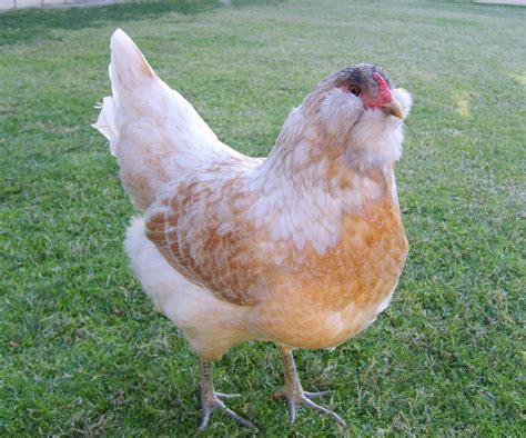 What gender are these Americaunas? 7-10W | BackYard Chickens - Learn How to Raise Chickens