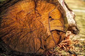 wood, tree bark, tree, bark, log, structure, background, pattern, close up, annual rings, fiber ...