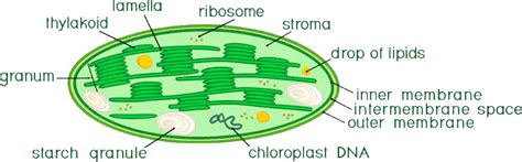 Draw a well labeled diagram of structure of chloroplast?