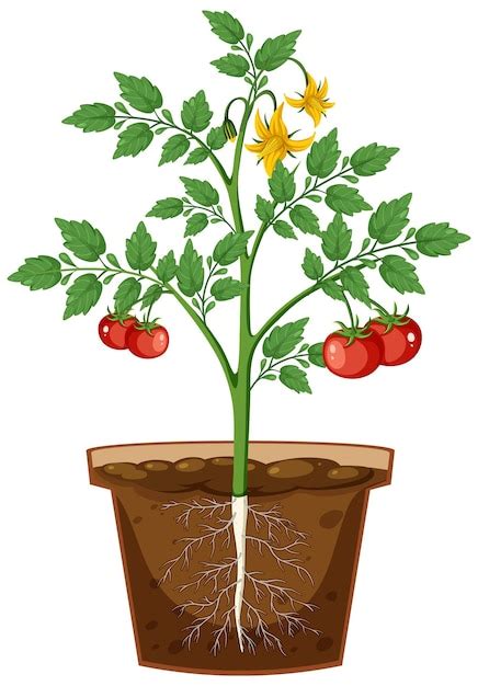 Premium Vector | Tomato plant root in pot vector