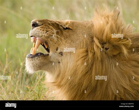 Male lion showing teeth Stock Photo - Alamy