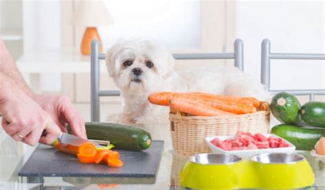 7 Best Raw Dog Food Recipes (Great for Beginners of Raw Feeding)