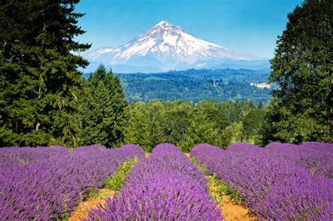 Oregon lavender fields, Mt. Hood Field Wallpaper, Sunset Wallpaper, Landscape Wallpaper, Nature ...