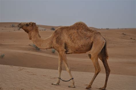 Ilmaisia Kuvia : maisema, hiekka, aavikko, dyyni, seikkailu, maa, matka, dubai, matkailu ...