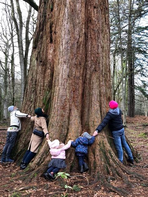 Tree hugging New Forest - Cottage Lodge