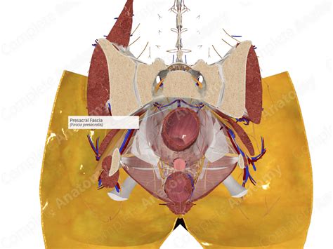 Presacral Fascia | Complete Anatomy