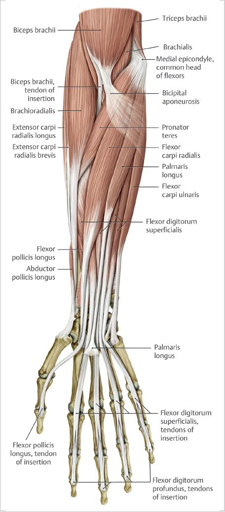 18 Medial Epicondylar Debridement | Plastic Surgery Key