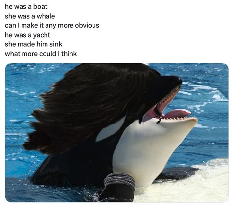 'They're Orca-nizing': 31 Killer Orca Whale Memes - Funny Gallery ...