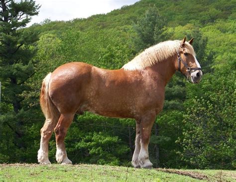 Zeus, Largest Horse In The World | DRAFT HORSES -CLYDESDALES, SHIRES ...