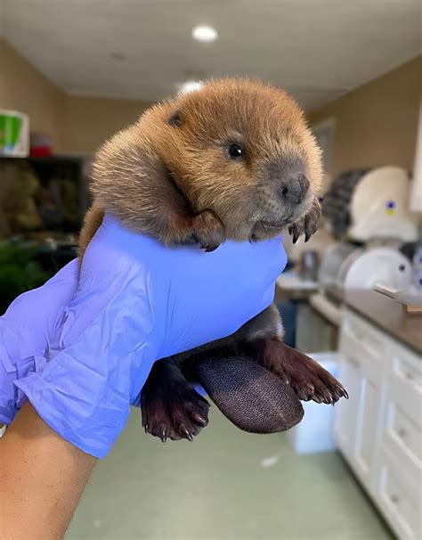 Baby beaver 🦫 : r/aww