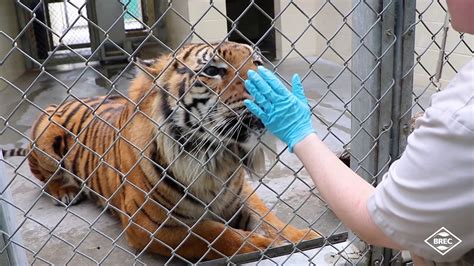 REFRESH: Animal Encounters at the Baton Rouge Zoo - Tigers - YouTube