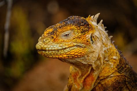 Closeup shot of a head of a yellow iguana | Free Photo