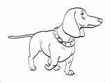 Weenie Dog Coloring Pages At GetDrawings  Free Download sketch template