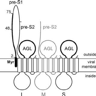 (PDF) The Pre-S1 and Antigenic Loop Infectivity Determinants of the ...