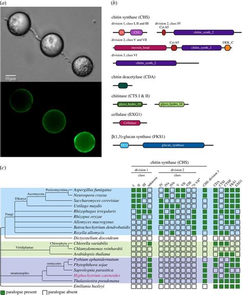 Comparative genomic analysis of gene families that function in ...