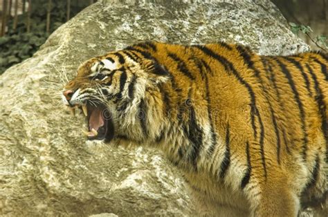 2,617 Roaring Tiger Photos - Free & Royalty-Free Stock Photos from Dreamstime