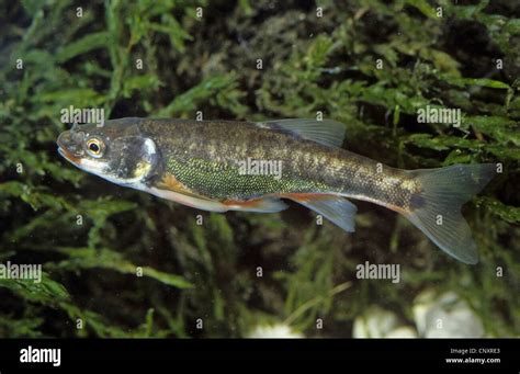 minnow, Eurasian minnow (Phoxinus phoxinus), male in breeding coloration, Germany Stock Photo ...