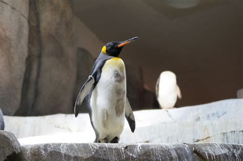 Black And White Penguins · Free Stock Photo