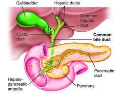 ductus choledochus - meddic