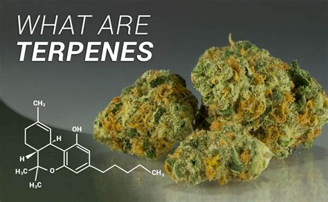 What Are Terpenes