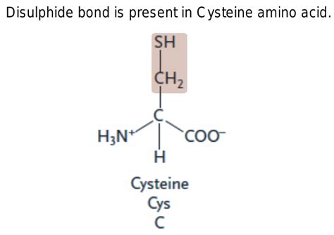 Presence of disulphide bond in an antibody molecule is a function of which amino acid? Explain.