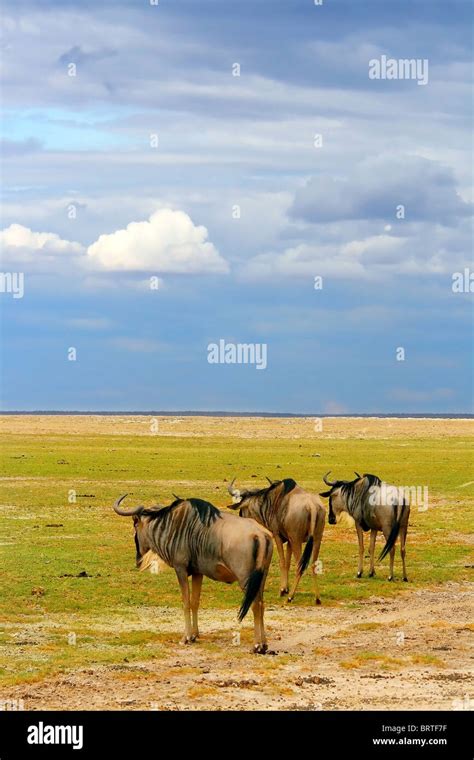 Herd of African Wildebeest grazing. Kenya. Amboseli national park Stock ...